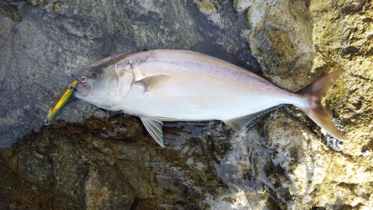 カンパチ ロックショアドリーム